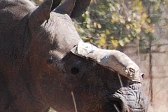 Afrique du Sud: Un rhinocéros mutilé par des braconniers reçoit une greffe de peau d'éléphant Afrique du Sud: Un rhinocéros mutilé par des braconniers reçoit une greffe de peau d'éléphant