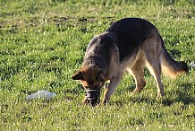 Un chien en promenade débusque par hasard des prisonniers essayant de s’évader