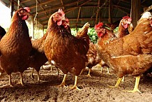 La Côte d'Ivoire promet de dédommager les exploitations touchées par la grippe aviaire