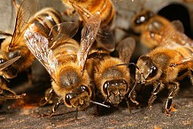 Ferkessédougou : La furie des abeilles affole les habitants de Kalakala