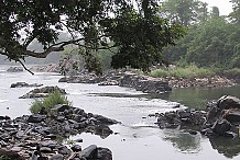 Tiassalé : Des hippopotames traumatisent la population sur le fleuve Bandama  