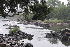 Tiassalé : Des hippopotames traumatisent la population sur le fleuve Bandama Tiassalé : Des hippopotames traumatisent la population sur le fleuve Bandama