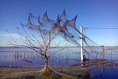 (Photos) Argentine: Cette ville a été vidée de ses habitants à cause d'une invasion d'araignées