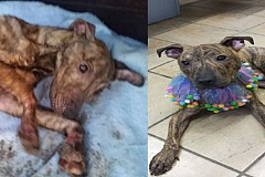 (Photos) En prison pour avoir affamé son chien (Photos) En prison pour avoir affamé son chien