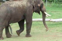 (Vidéo) Un éléphant utilise son pénis pour se gratter 