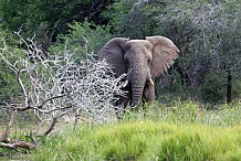 Thaïlande : Un éléphant tue son guide et s'enfuit avec trois touristes