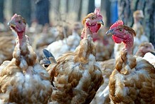 Le FAO octroie 300 millions FCFA à la Côte d'Ivoire pour lutter contre la grippe aviaire