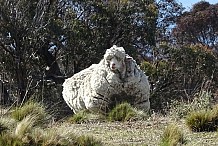 Australie: Il va tenter de sauver la vie d'un mouton abandonné... en le tondant
