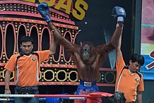 (Vidéo) En Thaïlande, les singes montent sur le ring