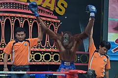 (Vidéo) En Thaïlande, les singes montent sur le ring (Vidéo) En Thaïlande, les singes montent sur le ring