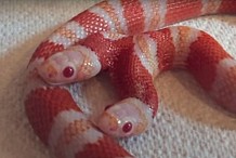(Vidéo) Ce serpent albinos à deux têtes essaie de se manger lui-même