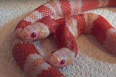 (Vidéo) Ce serpent albinos à deux têtes essaie de se manger lui-même (Vidéo) Ce serpent albinos à deux têtes essaie de se manger lui-même