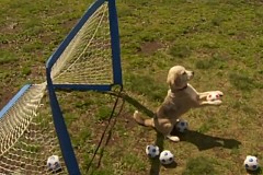 (Vidéo) Un chien gardien de but bat le record du monde d'arrêts