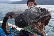 Japon : Un monstre pêché près de Fukushima
