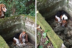 Ce chien a veillé sur sa meilleure amie coincée dans une citerne pendant une semaine Ce chien a veillé sur sa meilleure amie coincée dans une citerne pendant une semaine