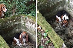 Ce chien a veillé sur sa meilleure amie coincée dans une citerne pendant une semaine