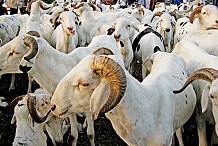 Malgré les mesures du gouvernement ivoirien, les prix des moutons jugés élevés à Abidjan