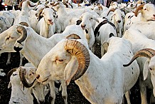 Fête de la tabaski: Les musulmans célèbrent L’Aïd el Kabir le jeudi prochain