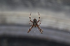Elle se jette hors de sa voiture à cause d’une araignée sur son épaule Elle se jette hors de sa voiture à cause d’une araignée sur son épaule