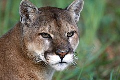 Canada : il se bat à mains nues avec un cougar pour sauver sa fille
Canada : il se bat à mains nues avec un cougar pour sauver sa fille