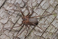(Photo) Attaqué par une araignée mangeuse de chair, il manque de perdre sa jambe 