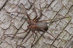 (Photo) Attaqué par une araignée mangeuse de chair, il manque de perdre sa jambe (Photo) Attaqué par une araignée mangeuse de chair, il manque de perdre sa jambe