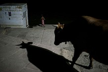 Inde : La foule l'accuse de manger du boeuf et le tue