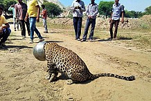 Ce léopard s'est coincé la tête à l'intérieur d'une marmite