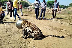 Ce léopard s'est coincé la tête à l'intérieur d'une marmite