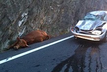 France : Tombée du ciel, une vache atterrit sur sa voiture