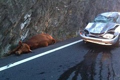 France : Tombée du ciel, une vache atterrit sur sa voiture France : Tombée du ciel, une vache atterrit sur sa voiture
