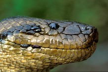 (Vidéo) Capture du plus gros serpent du monde