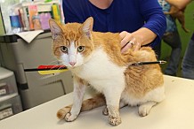 Transpercé par une flèche d'arbalète, un chat survit à son agression