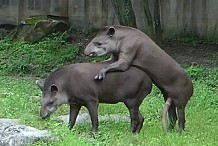 (Vidéo) Avec son sexe énorme, ce tapir galère pour s’accoupler 