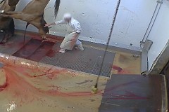 (Vidéo) France : Chevaux découpés vivants, cochons gazés, moutons égorgés en pleine conscience