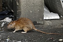 New York: Record de 24.000 plaintes déposées contre les rats