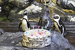 France-Montpellier: Les manchots fêtent leurs anniversaires avec... un gros gâteau de poissons France-Montpellier: Les manchots fêtent leurs anniversaires avec... un gros gâteau de poissons