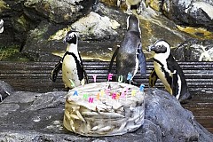 France-Montpellier: Les manchots fêtent leurs anniversaires avec... un gros gâteau de poissons