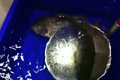 (Vidéo) Congelé vivant, ce poisson revient à la vie 
