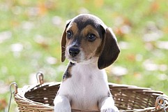 Chine : des chiens modifiés génétiquement pour devenir plus musclés Chine : des chiens modifiés génétiquement pour devenir plus musclés