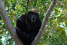 Les singes les plus forts en gueule ont aussi les plus petits testicules