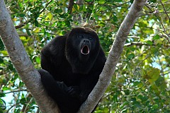 Les singes les plus forts en gueule ont aussi les plus petits testicules Les singes les plus forts en gueule ont aussi les plus petits testicules