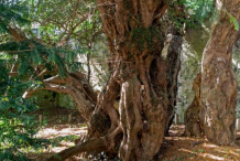 Le plus vieil arbre de Grande-Bretagne change de sexe