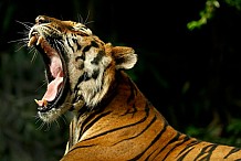 Etats-Unis : Soûle, elle entre dans un zoo pour caresser un tigre