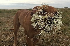 (Photo) Canada: Grâce au public, ce chien grièvement blessé par un porc-épic a pu être sauvé