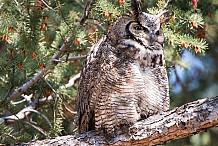 Le hibou qui avait terrorisé les Pays-Bas condamné à la captivité à vie