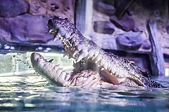 L'Indonésie veut des crocodiles pour surveiller les prisonniers condamnés à mort