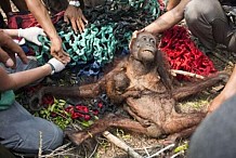 Indonésie : Fuyant les feux, des singes se font molester