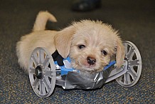 (Vidéo) Un chiot né sans pattes avant marche comme sur des roulettes