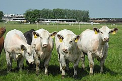 En Chine, une usine géante va cloner vaches et chiens En Chine, une usine géante va cloner vaches et chiens